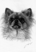 /album/danguole-serstinskaja-un-dibujo-de-tu-mascota-con-alma/imatge-emmarcar7-jpg/